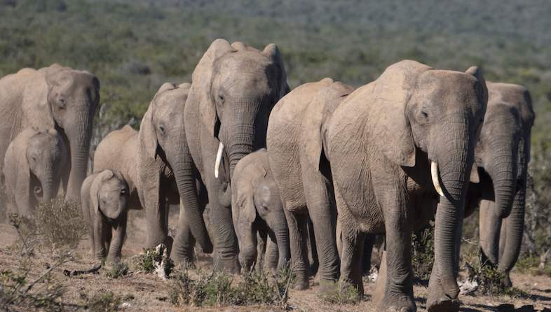 Kruger Park News - African Elephant Action Plan