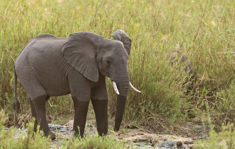 Kruger Park Times - No Action Yet On Culling - Online News Publication...