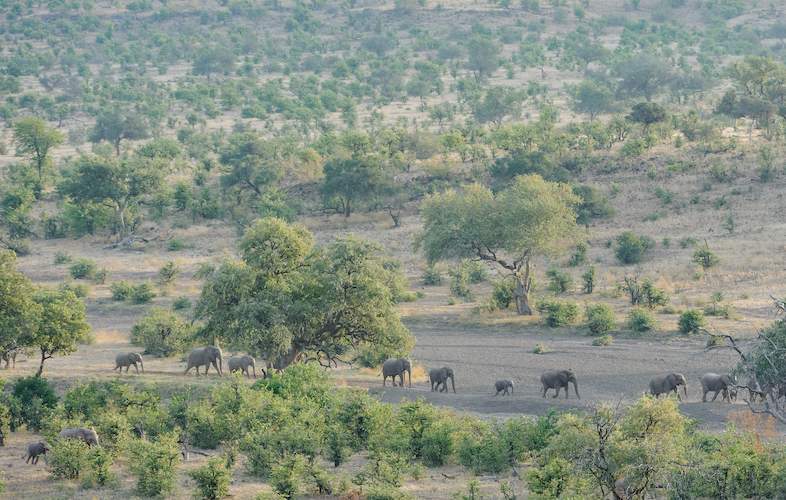 Kruger Park Times - Scientists impressed by satellite game counts...