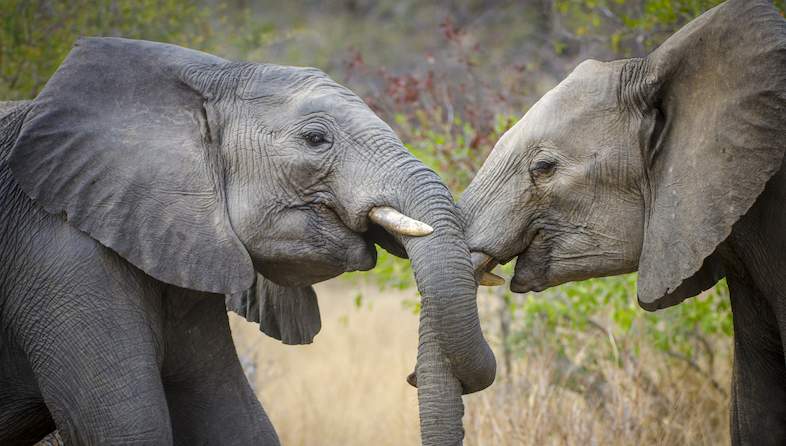 Images of Kruger National Park - Punda Maria Rest Camp - Accommodation