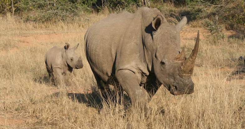 Images of Images of 8 day Kruger Park Disabled Traveller - Safari for ...