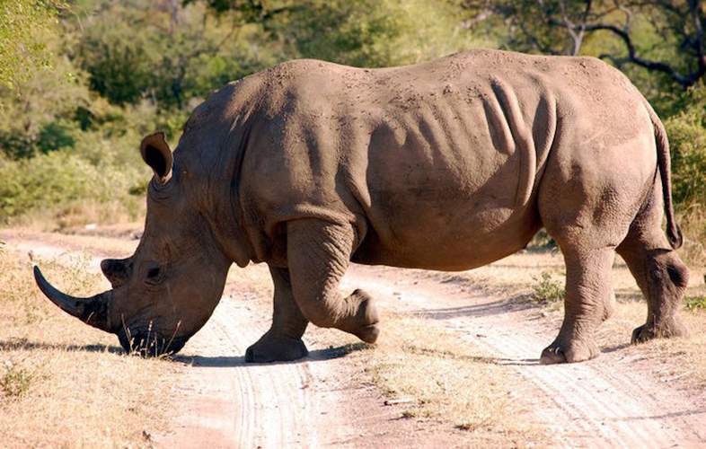 Numbi Gate to Skukuza Route - Game Drive Safari in South West Kruger