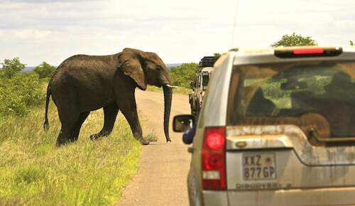 See elephant along the road while exploring Kruegr National Park.