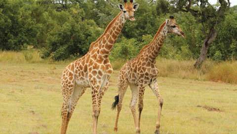 Kruger Park News - Giraffe electrocutions curtailed in Marloth Park