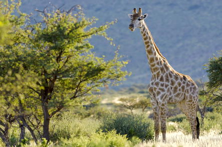 Giraffe - Mammal - African Mammals Guide