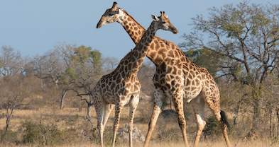 Africa Mammals Guide - Kruger Park Wildlife