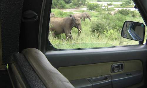 safari kruger game drive