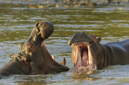 Hippo - Hippopotamus - Africa Mammals Guide