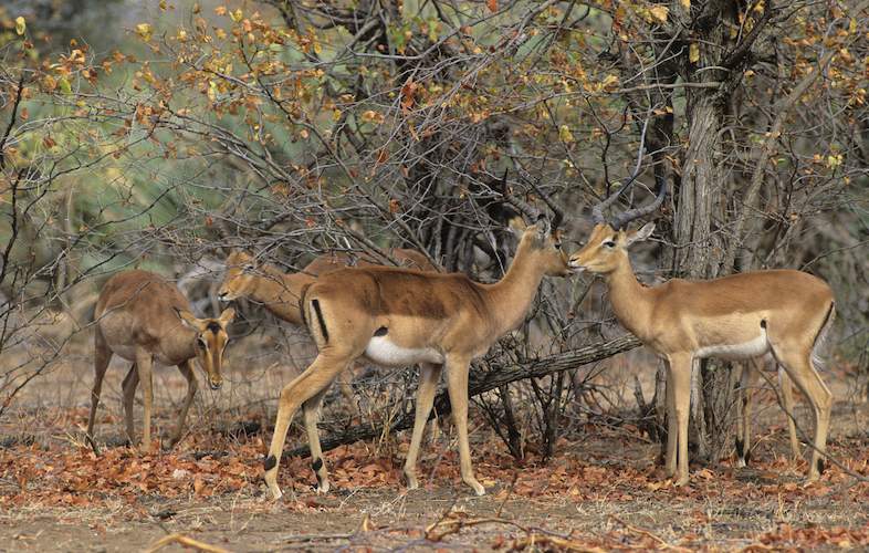 october-is-suicide-month-in-kruger-national-park