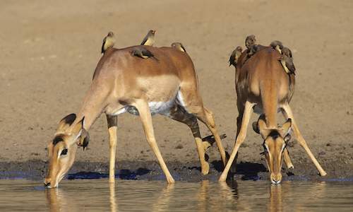 south african safari lodges kruger national park