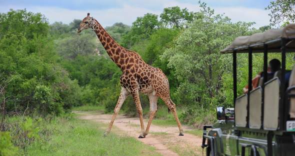 Jock of the Bushveld - 3 day Private Lodge Safari Tour