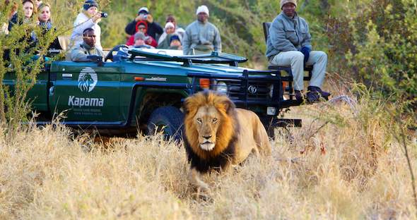 Relaxing Guided Kruger Safari Getaway