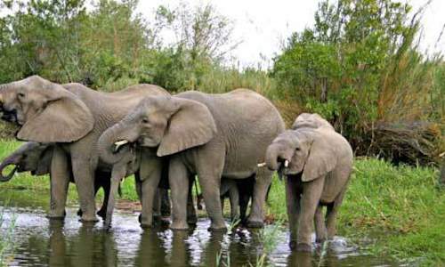 Elephant Teeth and Ageing - How Many Teeth Does an Elephant Have?