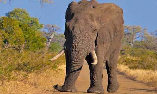 Kruger Park News - SA to Lift Moratorium on Elephant Culling