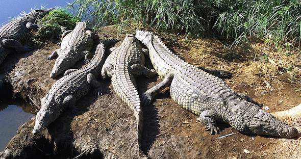 Africa Reptiles Guide - Reptiles In Kruger National Park