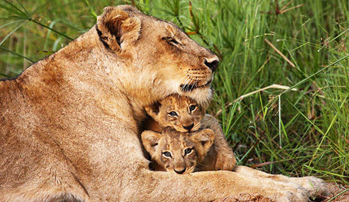 Lion with cubs.