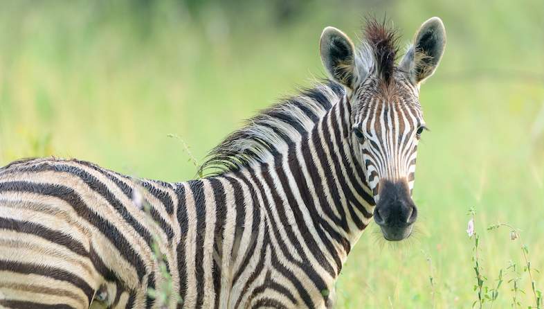 Images of Kruger National Park - Punda Maria Rest Camp - Accommodation