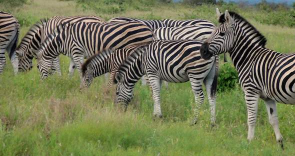 Kruger Hotel Safari with Panorama Route Tour