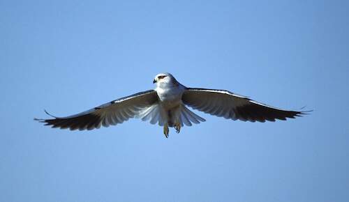 Black shouldered kite flying above Kruger Park.