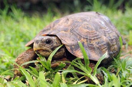 Leopard Tortoise - Reptiles - Africa