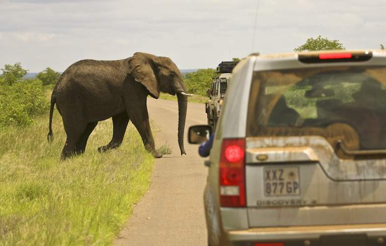 self drive safari kruger national park