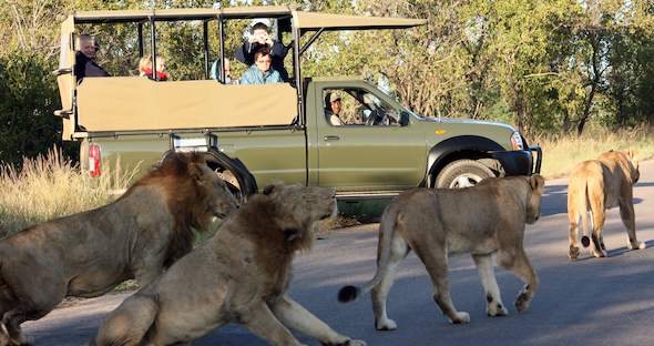 best guided safari kruger park