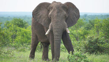 Kruger Park News - International Elephant Foundation