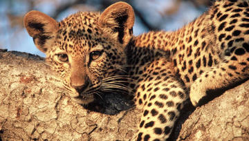 History Of Kruger Park - The Future - South Africa...