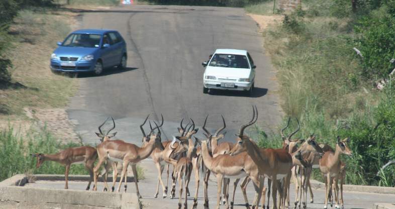 self drive safari kruger