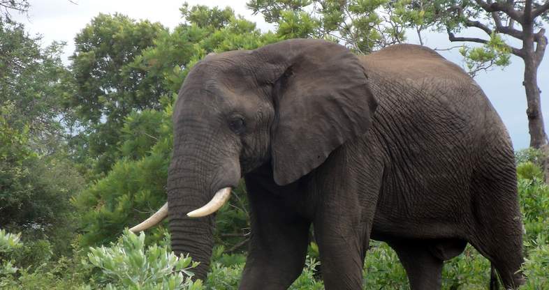 Kids Elephant Adventure - 4 day Kruger Family Elephant Encounter