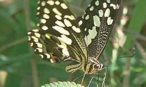 Heavy Rains Bring a Burst of White Butterflies