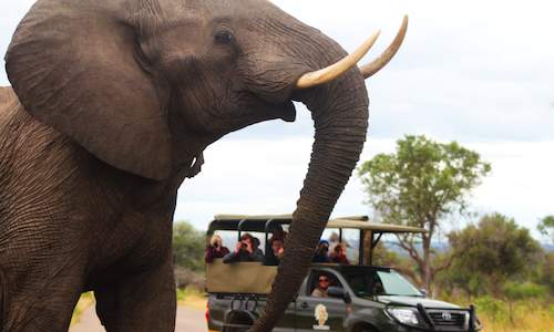 safari kruger game drive