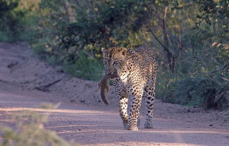 Skukuza Routes And Roads Kruger National Park 8230