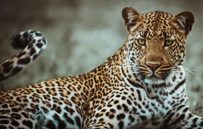 Snow leopard, Habitat, Diet, & Facts