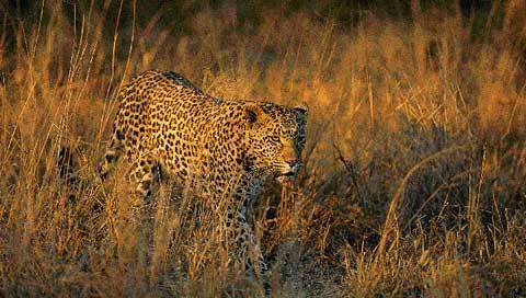 Images of The Big Five in Kruger Park