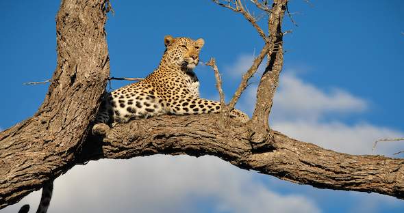 Ultimate Guided Kruger Safari Package