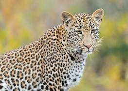 Kruger Park Self Drive Safari - Best Game Viewing Routes in Kruger Park