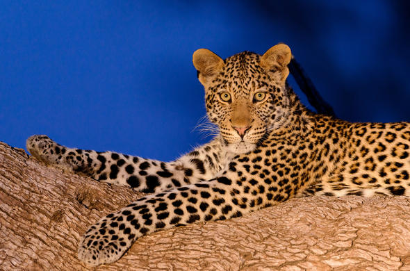 Mujer Leopardo (Panthera Pardus) A Pie, Sabie-Sand Reserva Natural, África  Del Sur Fotos, retratos, imágenes y fotografía de archivo libres de  derecho. Image 11508660