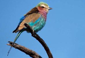 Lilac Breasted Roller - Bird - Southern Africa...