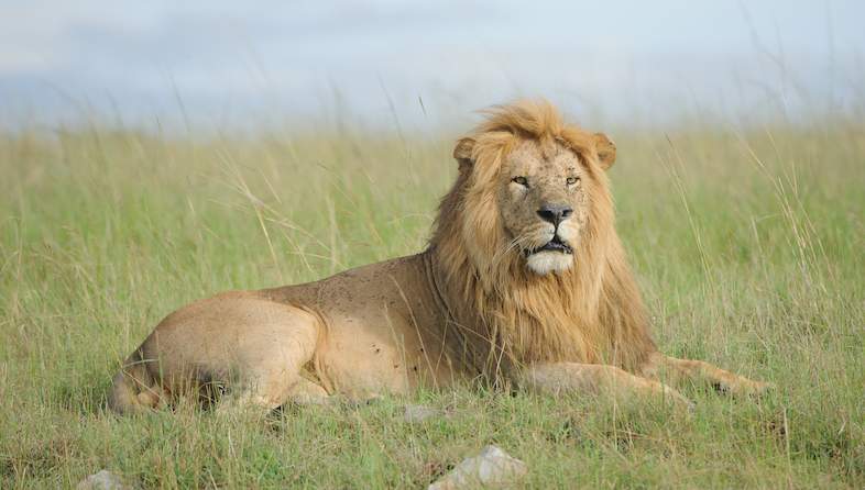 The Role of Territory and Dominance in Lion Behavior - Lions