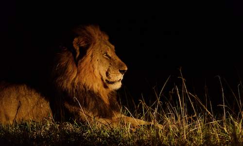 lion kills tourist kruger park