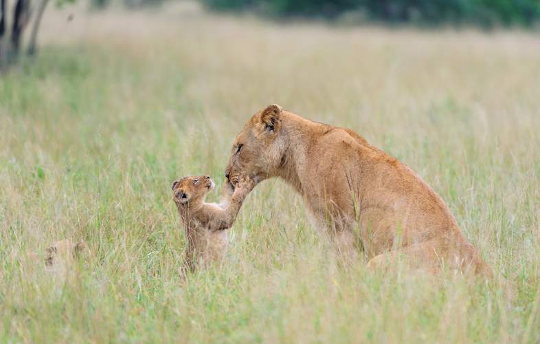 Images of Lion - Leo Panthera - African Big Five Animals