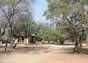 Marula - Tree - South Africa...