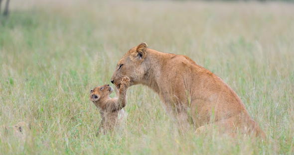 Ultimate Guided Kruger Safari Package