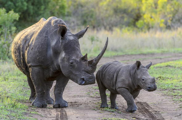 White Rhino - Ceratotherium Simum - South Africa