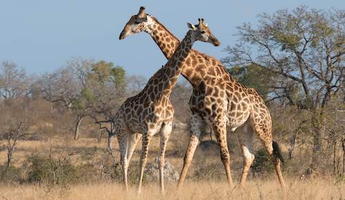 Kruger National Park game drive.