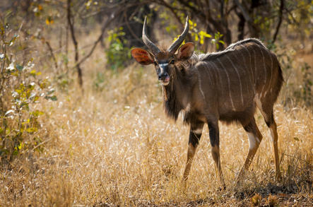 Nyala - Antelope - Kruger National Park, South Africa