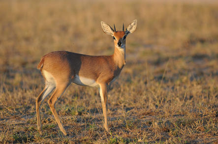 Kruger Park - Pretoriuskop to Malelane, Game Drive Safari in South West