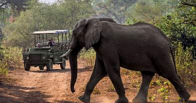 Birders Paradise - 5 Day Self-drive Kruger Park Safari