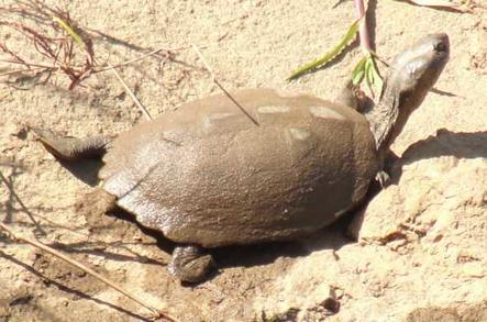 Pan Hinged Terrapin - Reptiles - Africa